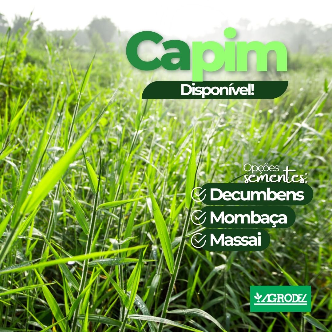 Sementes de capim disponíveis: Decumbens, Mombaça e Massai